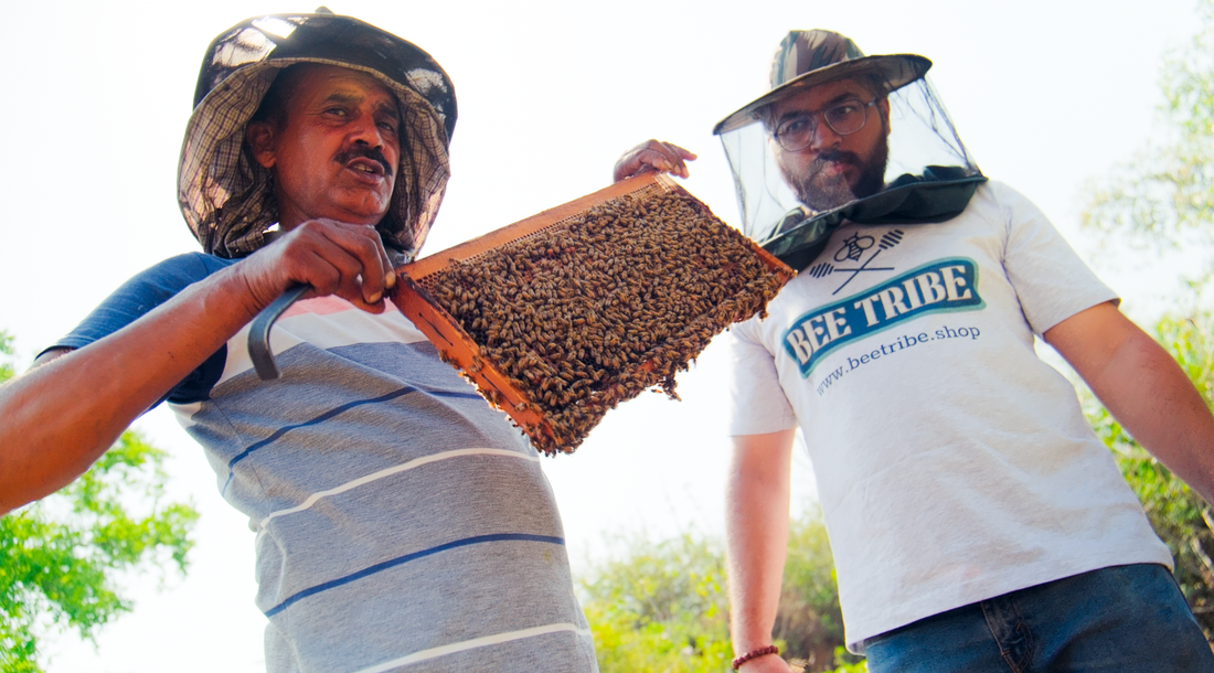 Beginnings of BeeTribe