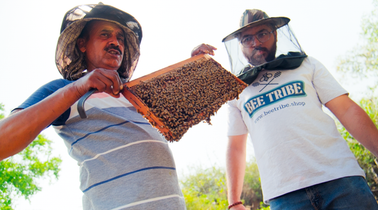 Beginnings of BeeTribe