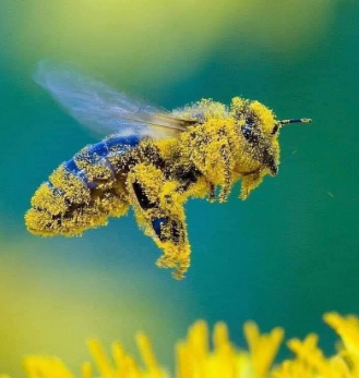 How Bees make honey BeeTribe