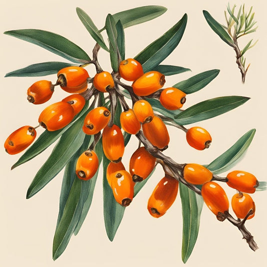 Sea Buckthorn: The berry of the Himalayan Heavens